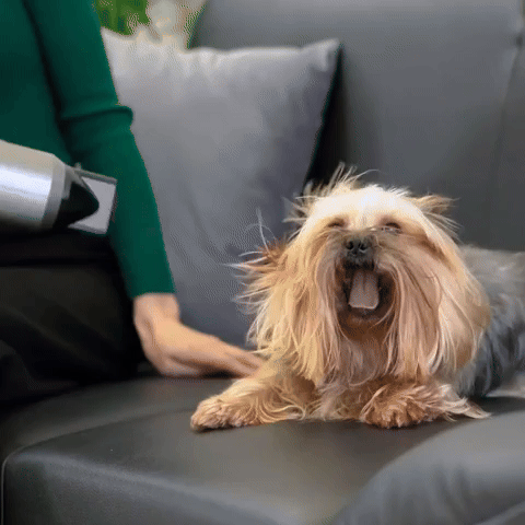 Kit Secador y Cepillo Mágico para Mascotas